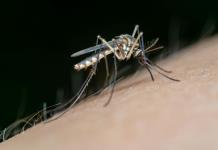 Inician las lluvias y los casos de dengue se incrementan; hay 17 muertes bajo análisis en Jalisco