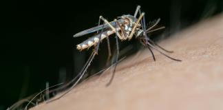 Inician las lluvias y los casos de dengue se incrementan; hay 17 muertes bajo análisis en Jalisco