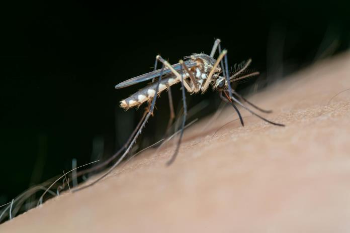 Inician las lluvias y los casos de dengue se incrementan; hay 17 muertes bajo análisis en Jalisco Inician las lluvias y los casos de dengue se incrementan; hay 17 muertes bajo análisis en Jalisco