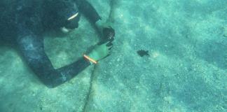 Científicos alertan de una enfermedad en Florida que amenaza a las estrellas de mar