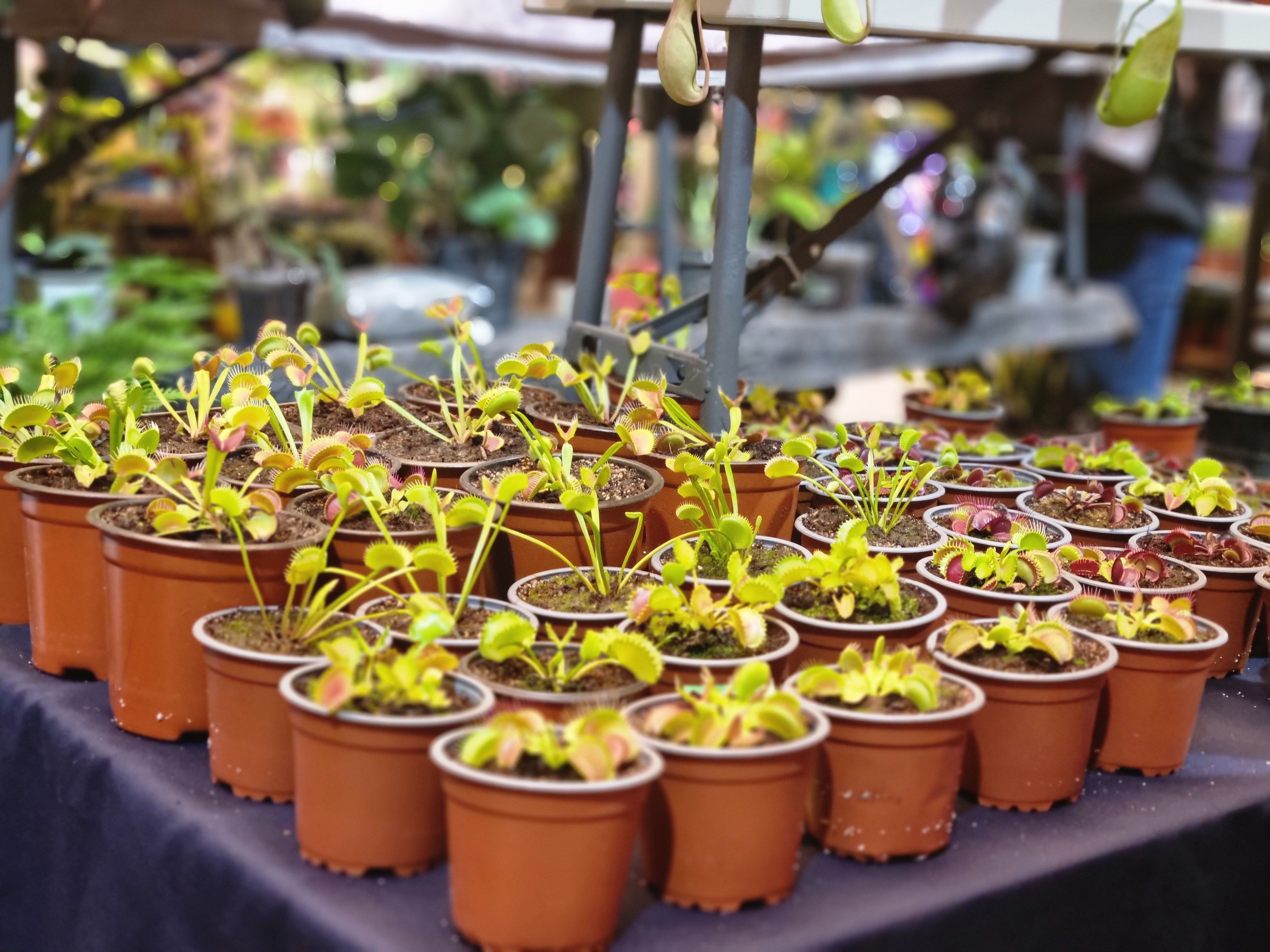 Primera feria de las plantas y las flores en Lagos de Moreno Primera feria de las plantas y las flores en Lagos de Moreno