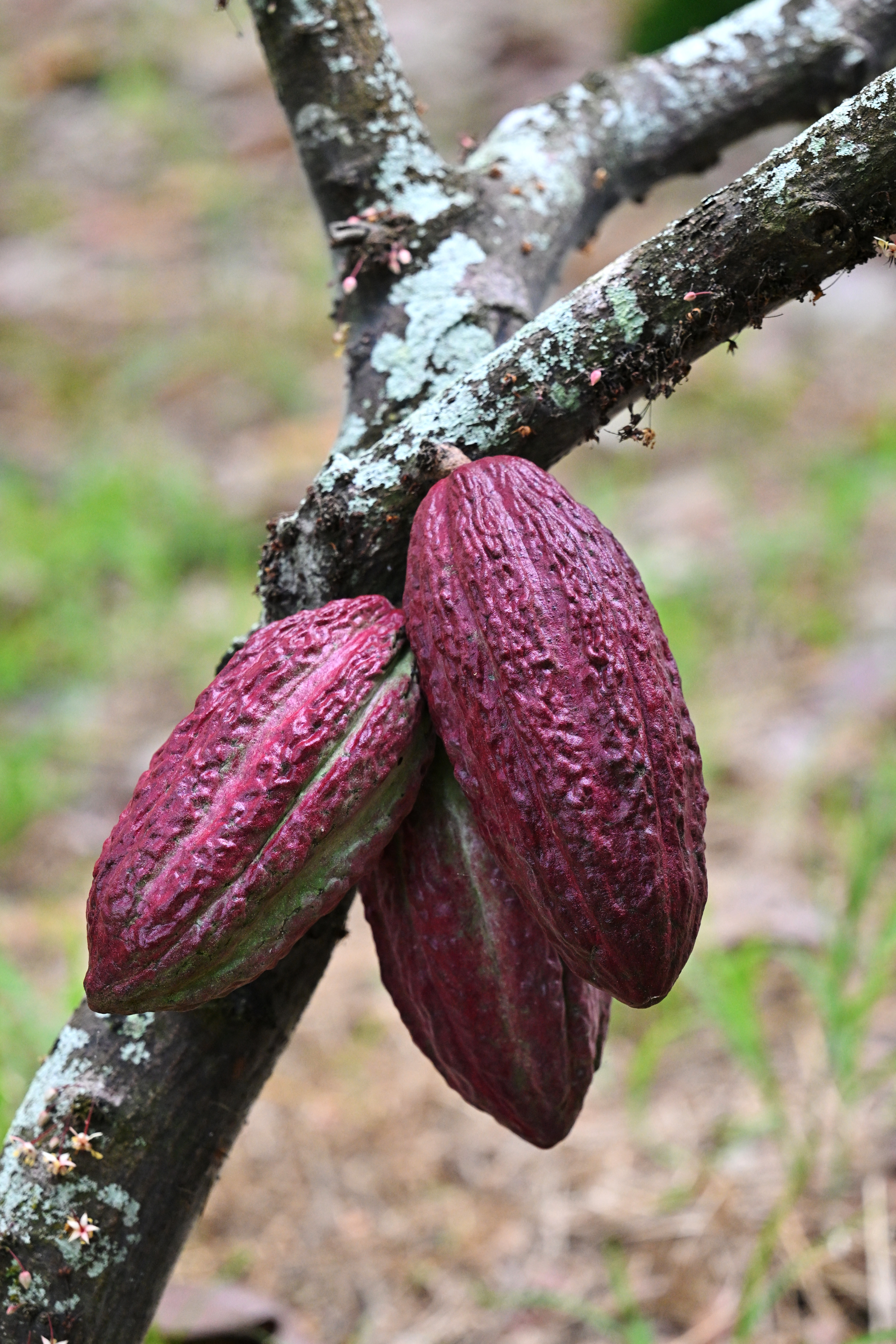 Cacao, el nuevo oro de la economía de Ecuador Cacao, el nuevo oro de la economía de Ecuador
