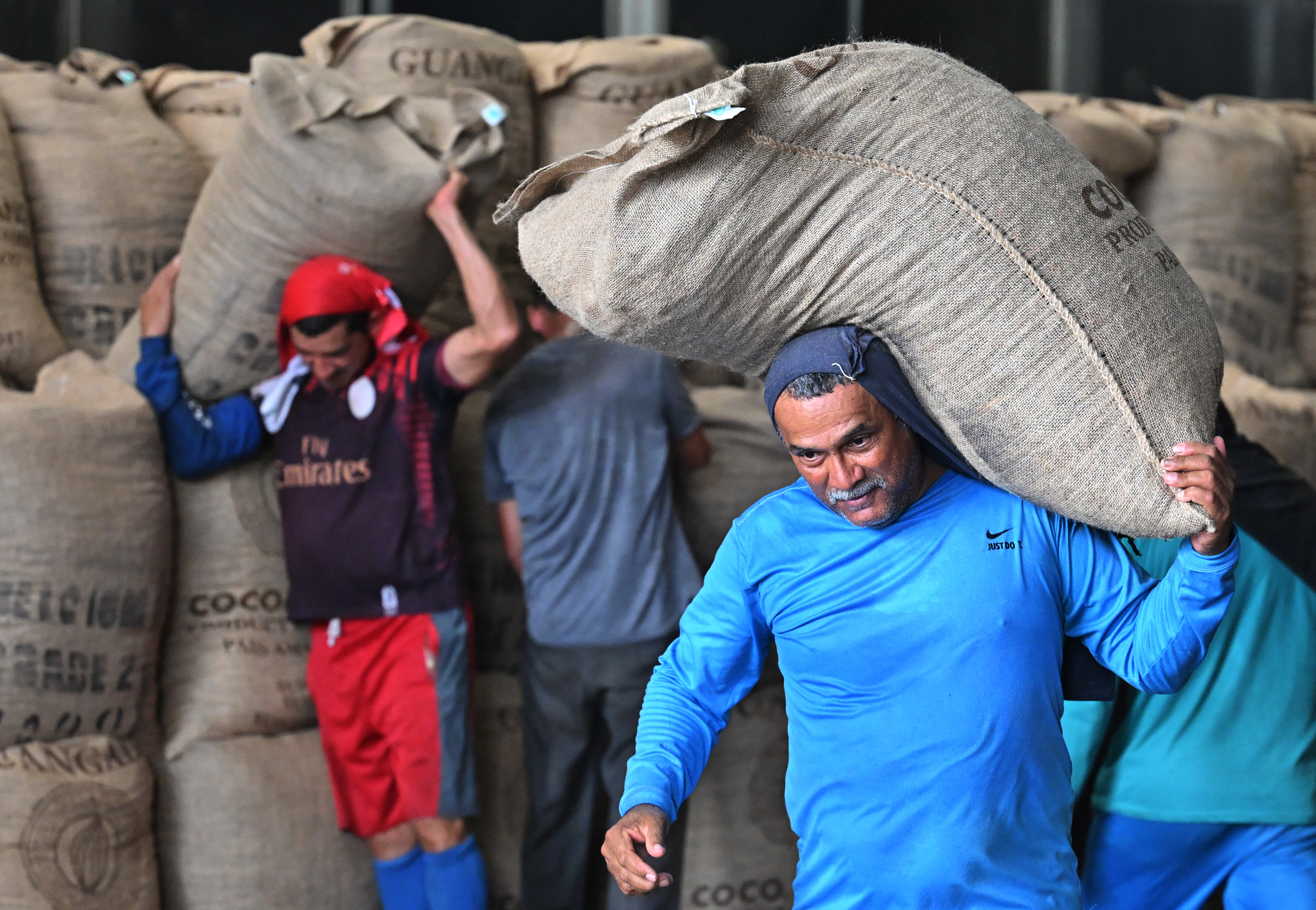 Cacao, el nuevo oro de la economía de Ecuador Cacao, el nuevo oro de la economía de Ecuador