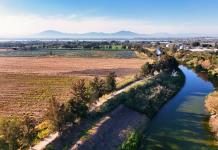 Invitan a jornada de reforestación en el bordo de La Barca