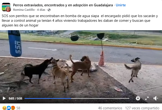 Denuncian a funcionario del SIAPA por muerte de perros que vivían en planta de tratamiento Denuncian a funcionario del SIAPA por muerte de perros que vivían en planta de tratamiento