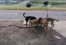 Denuncian a funcionario del SIAPA por muerte de perros que vivían en planta de tratamiento
