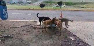 Denuncian a funcionario del SIAPA por muerte de perros que vivían en planta de tratamiento