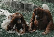 Los orangutanes compensan la falta de sueño nocturno con siestas diurnas