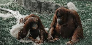 Los orangutanes compensan la falta de sueño nocturno con siestas diurnas