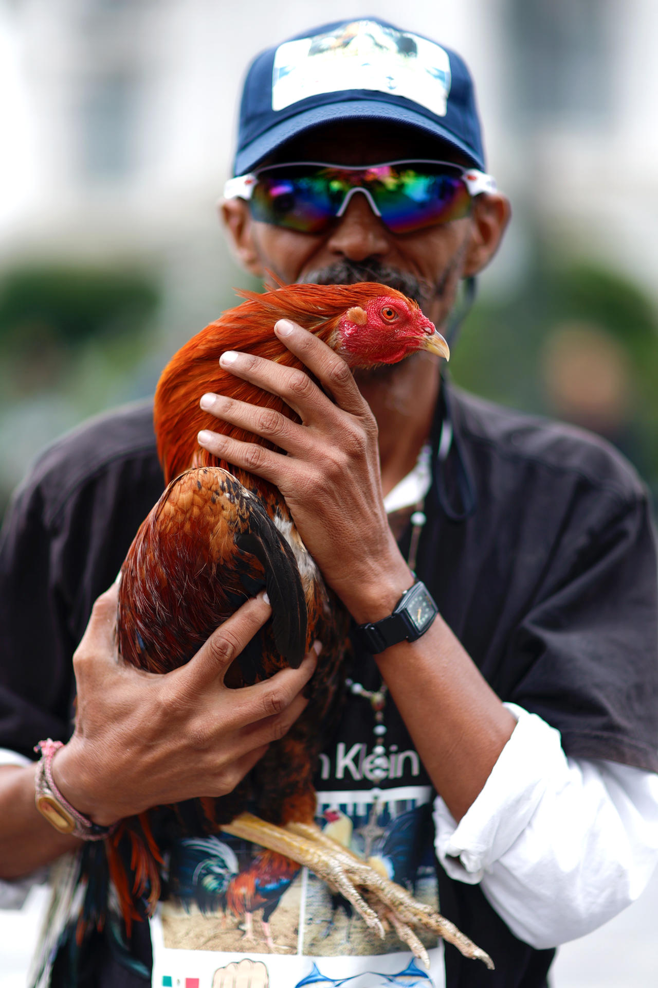 “El gallo nace para pelear”, exclaman defensores de las peleas de gallos “El gallo nace para pelear”, exclaman defensores de las peleas de gallos