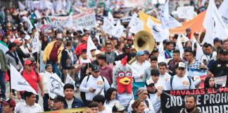 "El gallo nace para pelear", exclaman defensores de las peleas de gallos