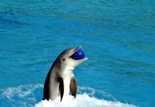 Congreso de México prohíbe espectáculos con delfines y ballenas