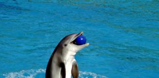 Congreso de México prohíbe espectáculos con delfines y ballenas