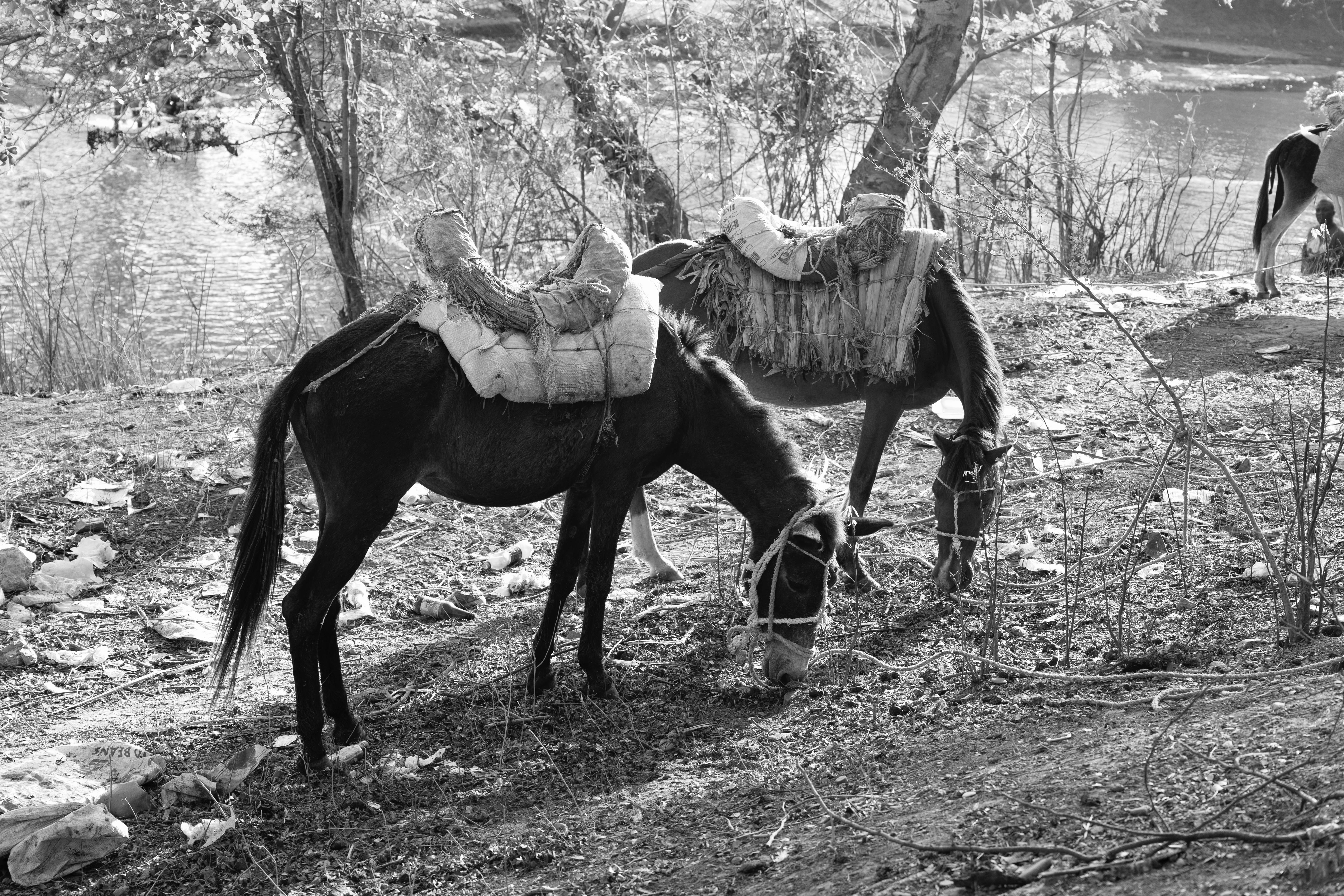 Seis millones de burros sacrificados para la medicina china Seis millones de burros sacrificados para la medicina china