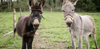Seis millones de burros sacrificados para la medicina china