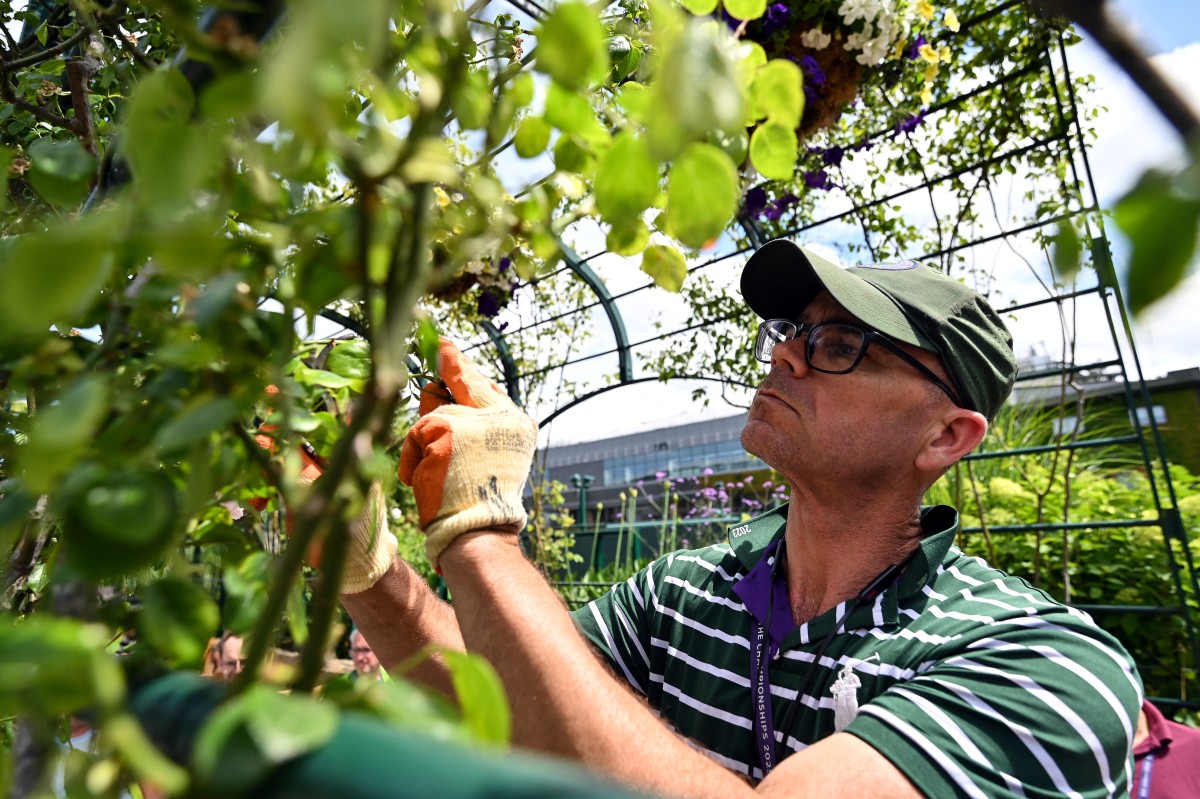 Sin miedo a la lluvia, los jardineros de Wimbledon ultiman los preparativos Sin miedo a la lluvia, los jardineros de Wimbledon ultiman los preparativos