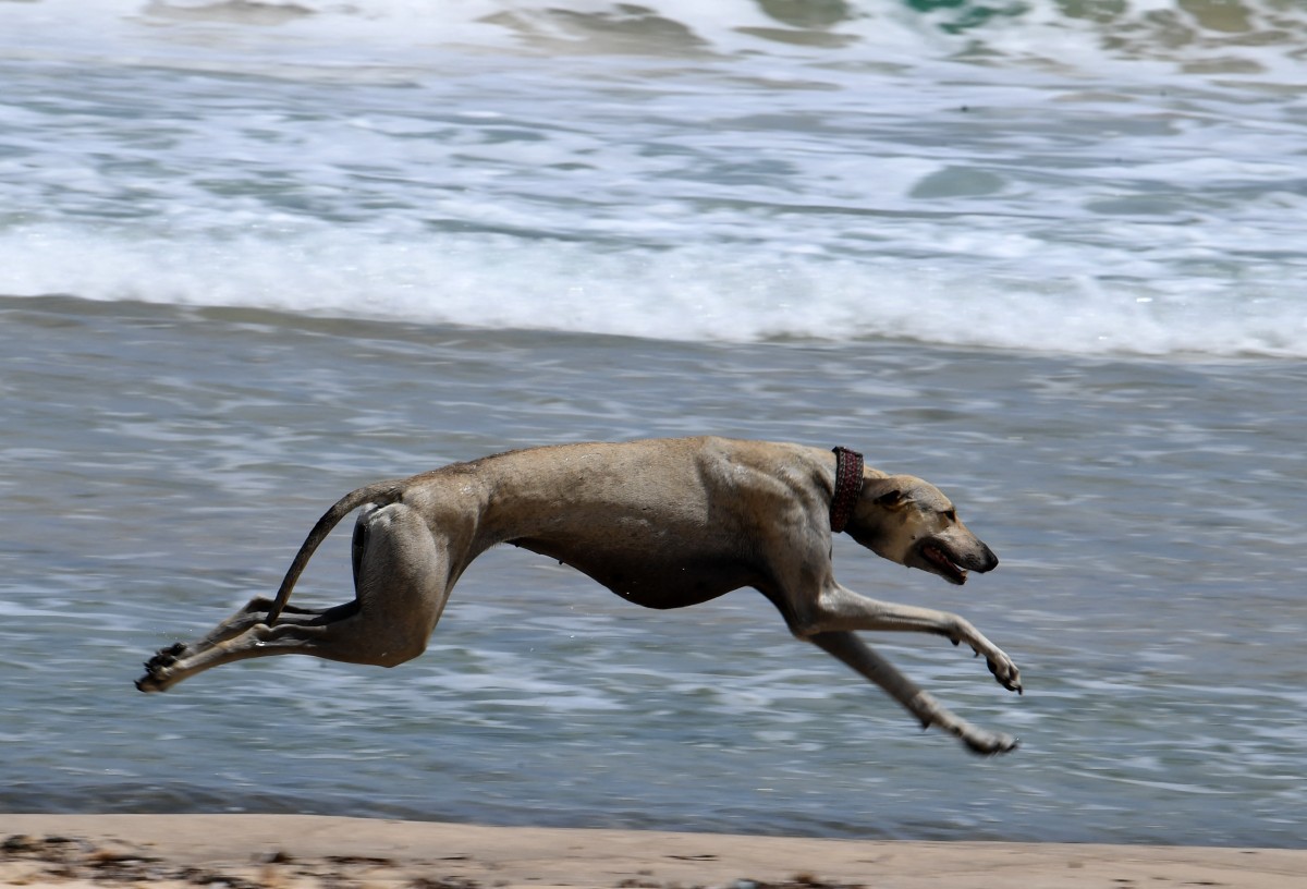 La lucha por salvar al sloughi en Túnez, una raza de perros ancestral que está amenazada La lucha por salvar al sloughi en Túnez, una raza de perros ancestral que está amenazada