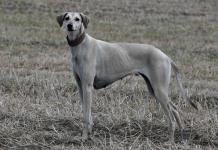 La lucha por salvar al sloughi en Túnez, una raza de perros ancestral que está amenazada