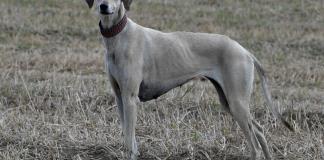 La lucha por salvar al sloughi en Túnez, una raza de perros ancestral que está amenazada