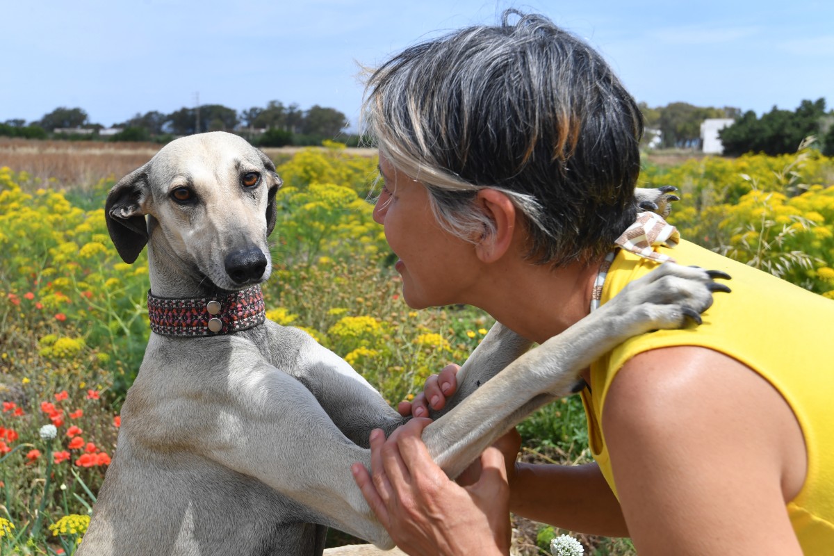 La lucha por salvar al sloughi en Túnez, una raza de perros ancestral que está amenazada La lucha por salvar al sloughi en Túnez, una raza de perros ancestral que está amenazada
