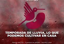 Temporada de Lluvia, lo que podemos cultivar en casa - El Expresso de las 10 - Vi. 27 Junio 2025