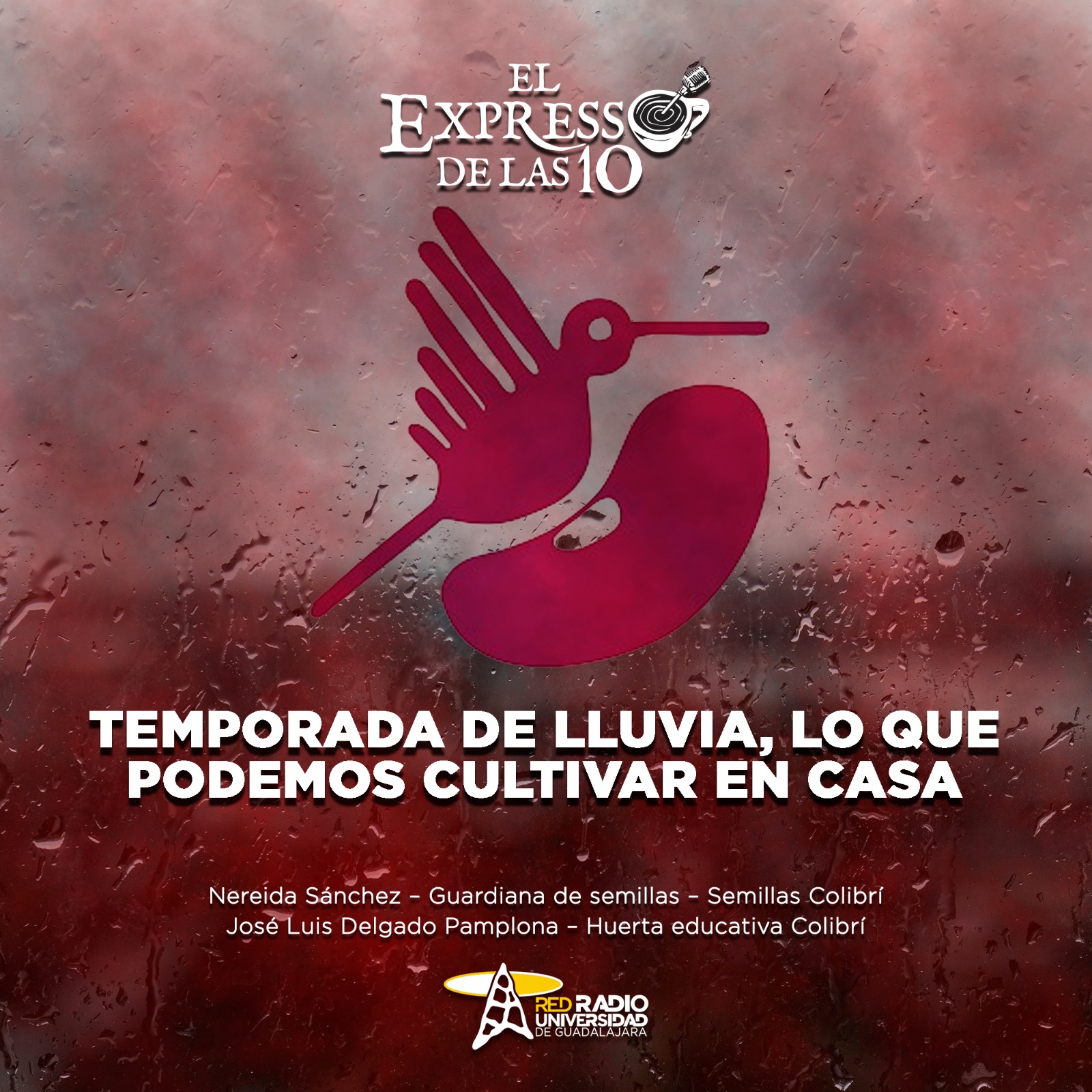 Temporada de Lluvia, lo que podemos cultivar en casa - El Expresso de las 10 - Vi. 27 Junio 2025 Temporada de Lluvia, lo que podemos cultivar en casa - El Expresso de las 10 - Vi. 27 Junio 2025