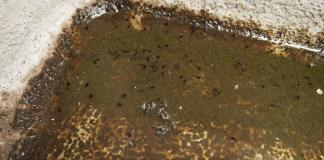 Ante alza en casos de dengue, insisten en retirar agua estancada en casa