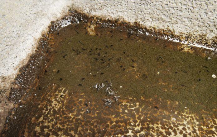Ante alza en casos de dengue, insisten en retirar agua estancada en casa