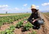 Bioestimulantes y agricultura: eficiencia y sostenibilidad