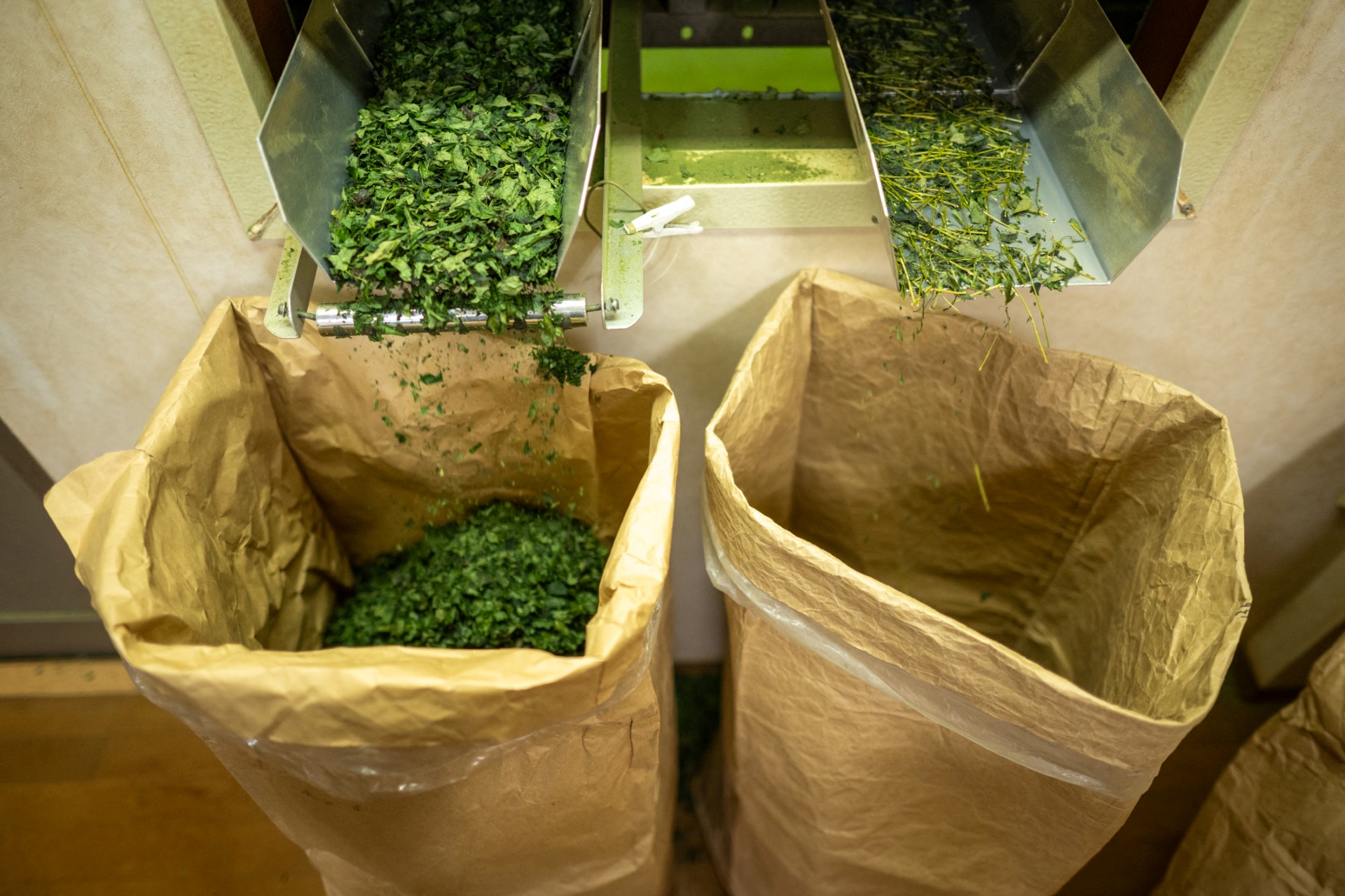 El matcha conquista el mundo y la demanda desborda a productores en Japón El matcha conquista el mundo y la demanda desborda a productores en Japón