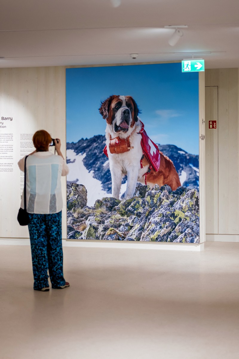 Un parque temático en honor al San Bernardo reabre sus puertas en Suiza Un parque temático en honor al San Bernardo reabre sus puertas en Suiza