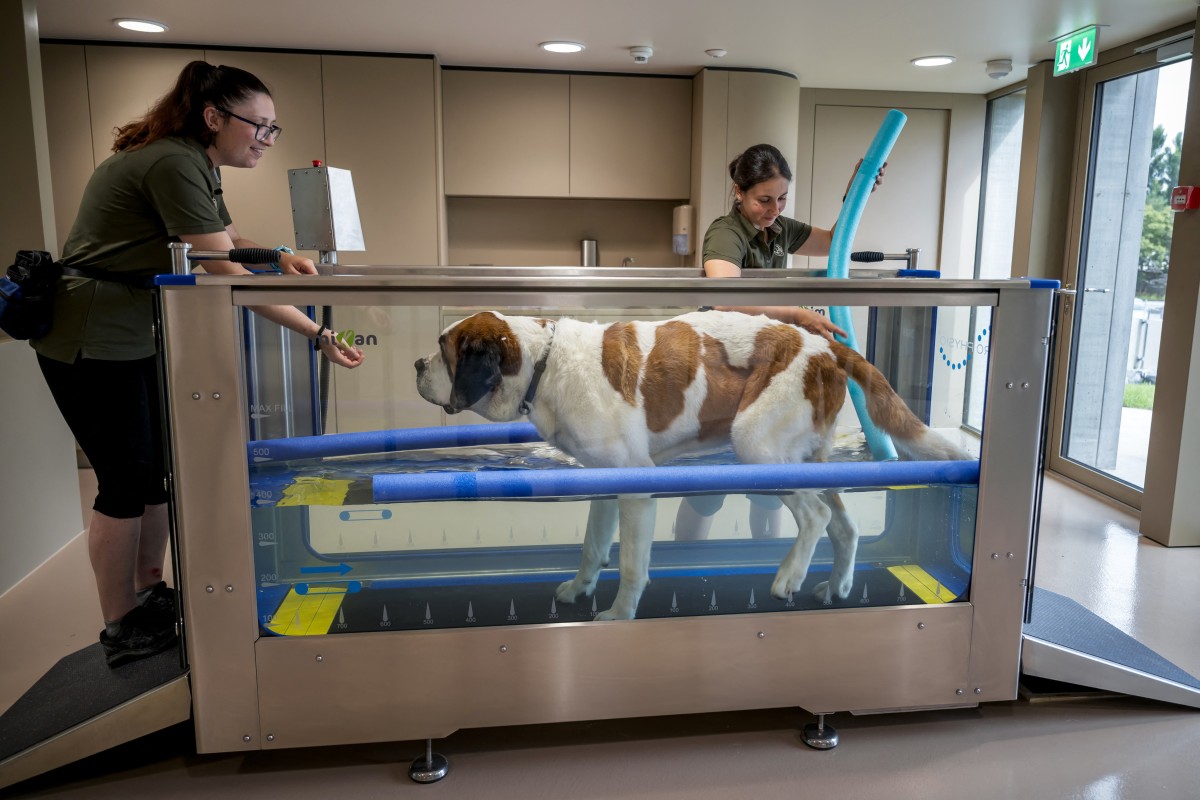Un parque temático en honor al San Bernardo reabre sus puertas en Suiza Un parque temático en honor al San Bernardo reabre sus puertas en Suiza