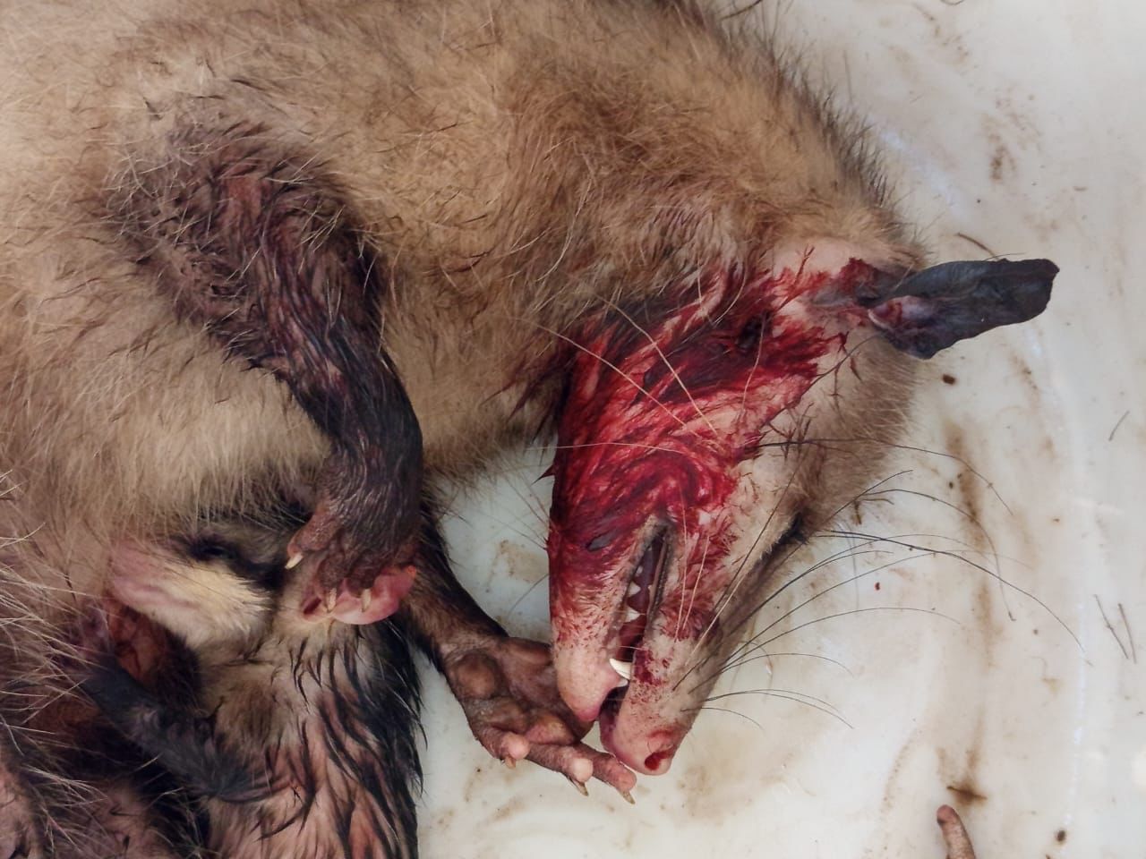 Más de 8 mil animales de la costa sur son rescatados por académico de la UdeG Más de 8 mil animales de la costa sur son rescatados por académico de la UdeG