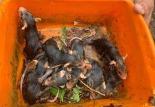 Más de 8 mil animales de la costa sur son rescatados por académico de la UdeG