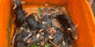 Más de 8 mil animales de la costa sur son rescatados por académico de la UdeG