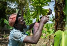 Agro, construcción, turismo: la deportación de haitianos golpea la economía dominicana
