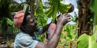 Agro, construcción, turismo: la deportación de haitianos golpea la economía dominicana
