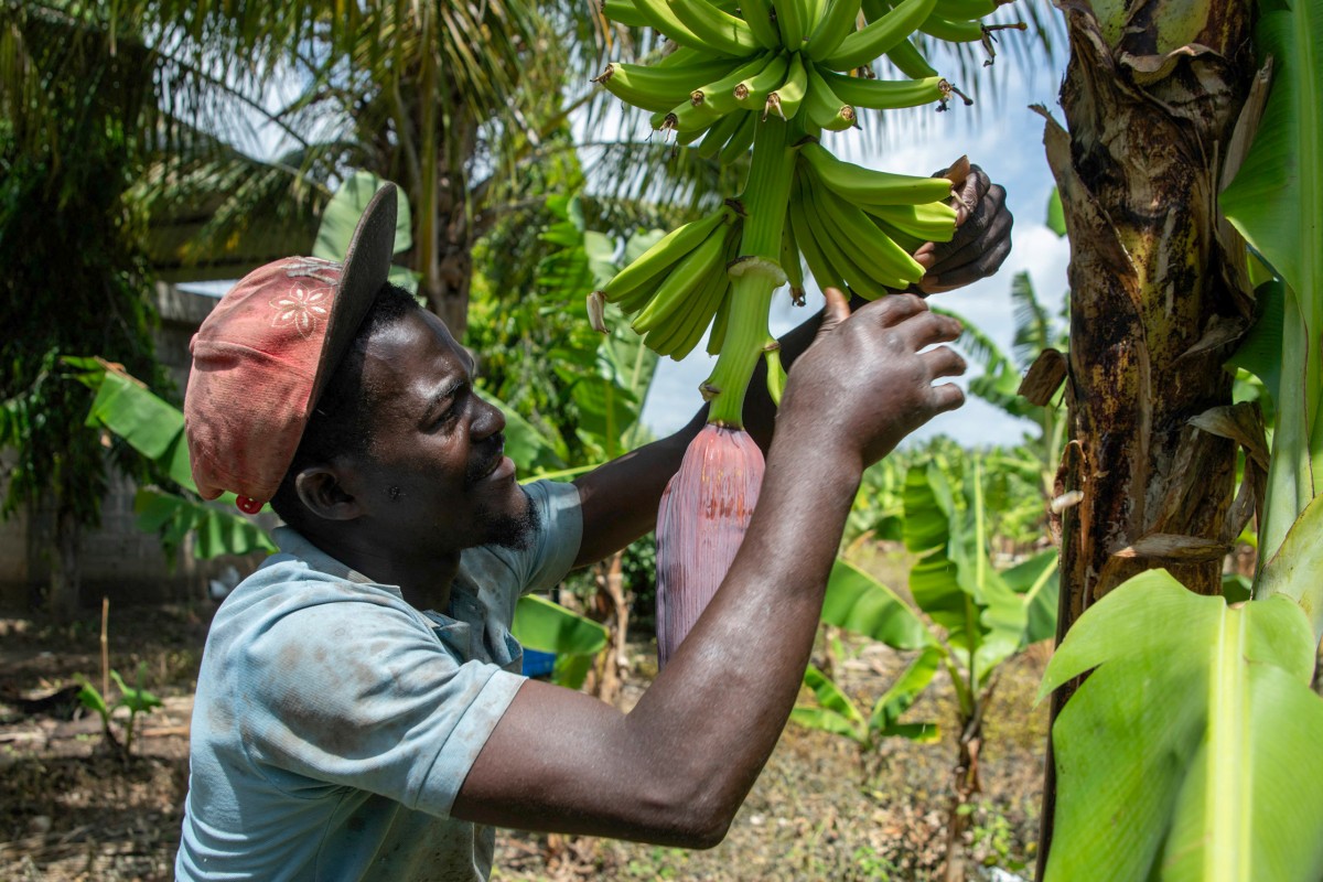 Agro, construcción, turismo: la deportación de haitianos golpea la economía dominicana