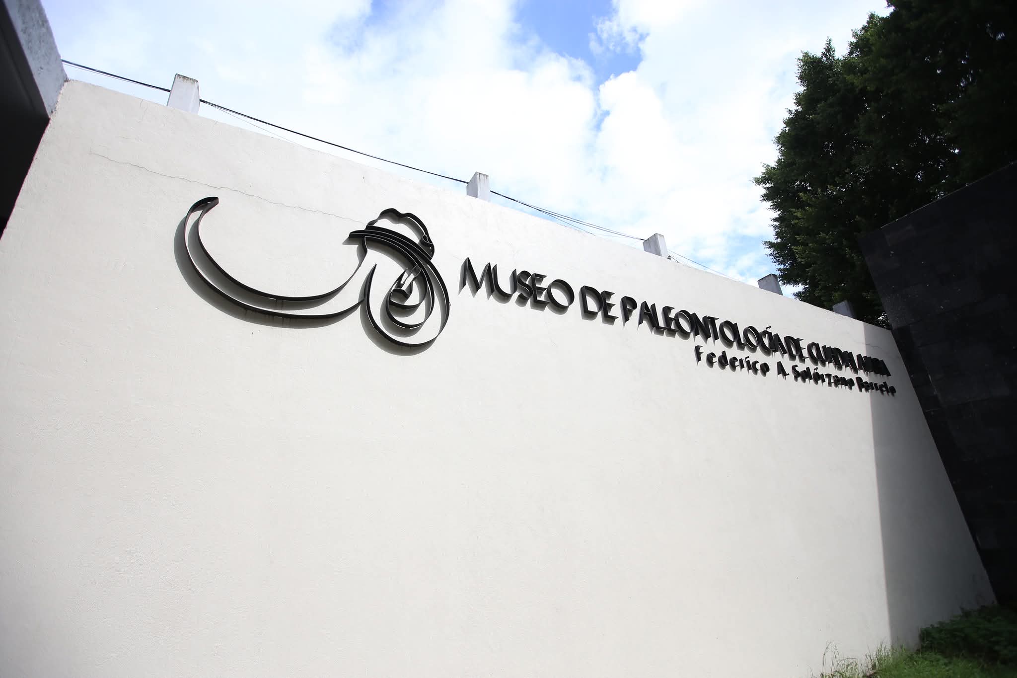 Hormigas, “superorganismos entre nosotros en el Museo de Paleontología de Guadalajara