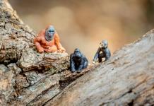 Los machos alfa son raros entre los primates, según estudio