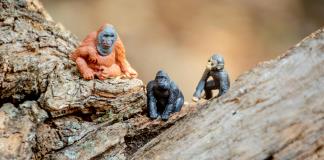 Los machos alfa son raros entre los primates, según estudio