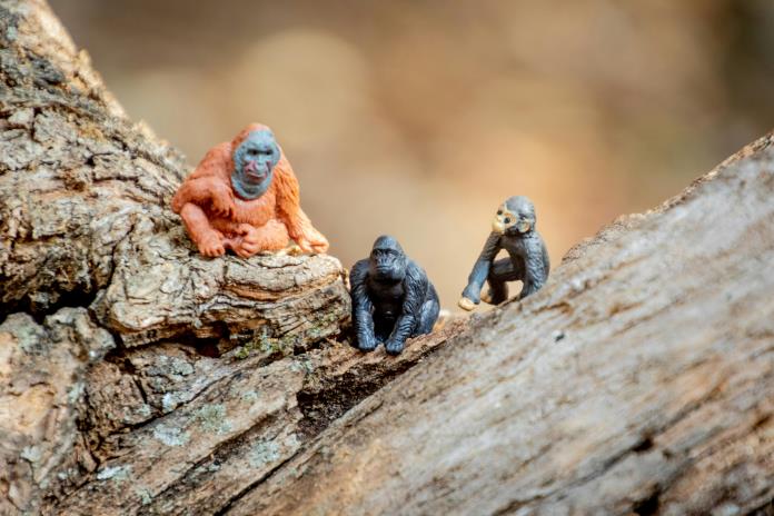 Los machos alfa son raros entre los primates, según estudio