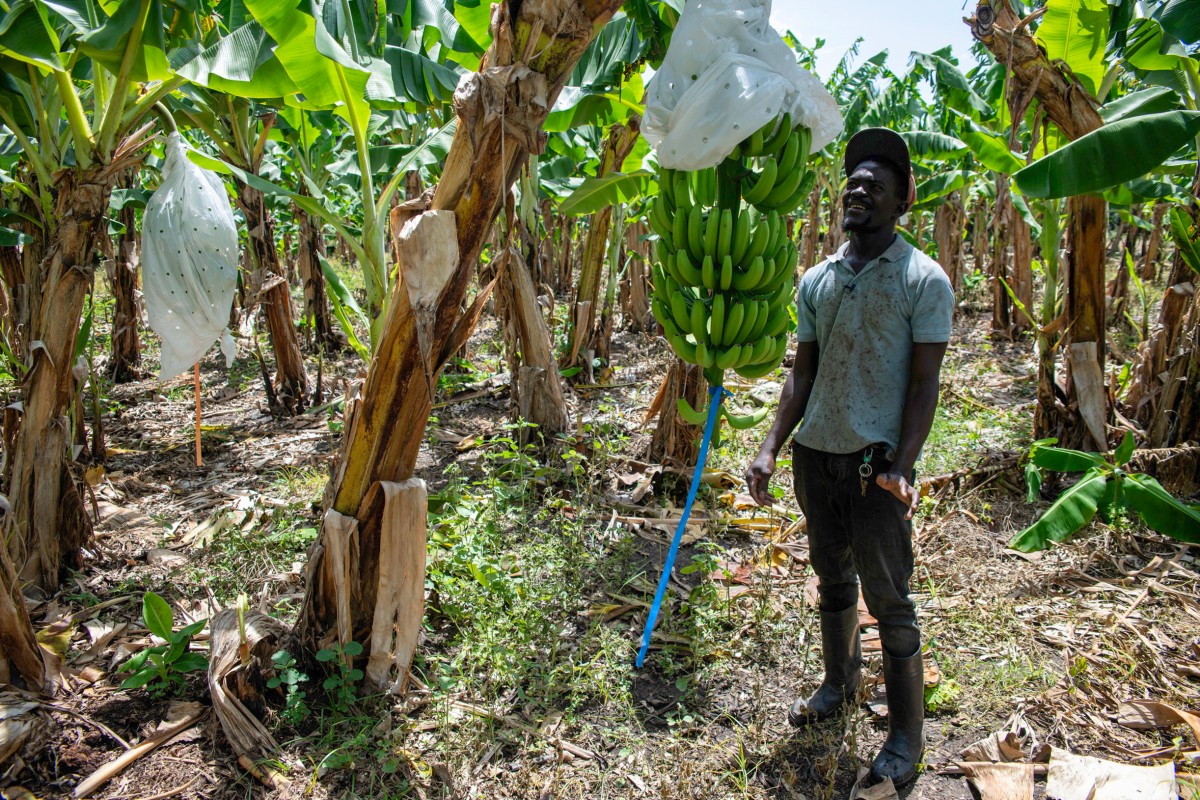 Agro, construcción, turismo: la deportación de haitianos golpea la economía dominicana