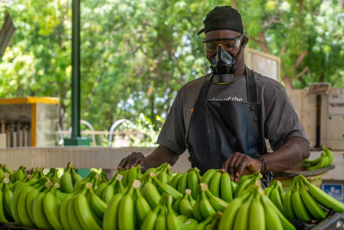 Agro, construcción, turismo: la deportación de haitianos golpea la economía dominicana