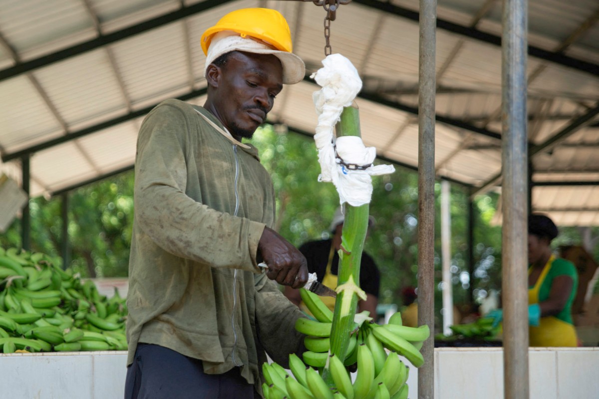 Agro, construcción, turismo: la deportación de haitianos golpea la economía dominicana