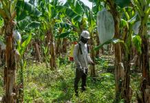 Agro, construcción, turismo: la deportación de haitianos golpea la economía dominicana