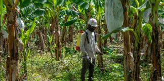 Agro, construcción, turismo: la deportación de haitianos golpea la economía dominicana