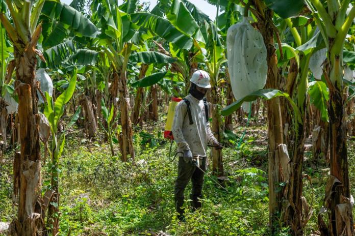 Agro, construcción, turismo: la deportación de haitianos golpea la economía dominicana