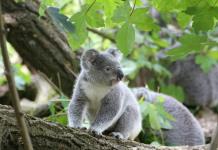 Los koalas solo pasan 10 minutos al día en el suelo, y es cuando la mayoría muere