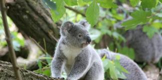 Los koalas solo pasan 10 minutos al día en el suelo, y es cuando la mayoría muere